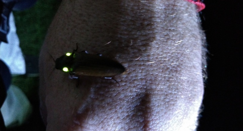a bioluminescent beetle