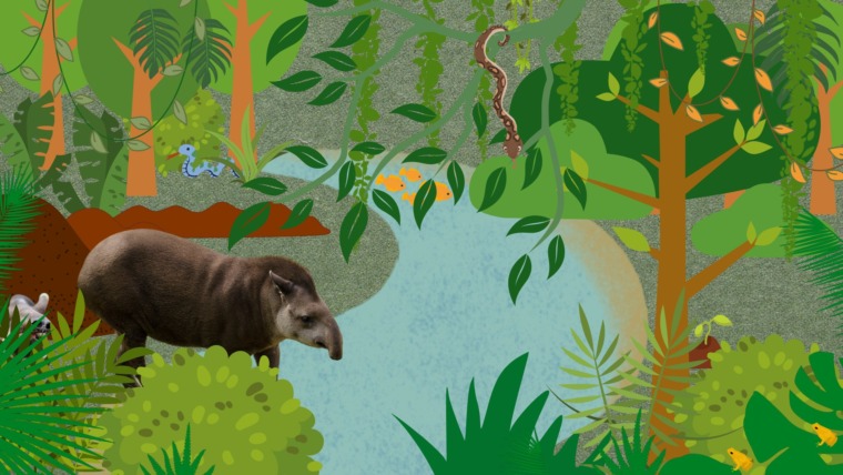 tapir puzzle