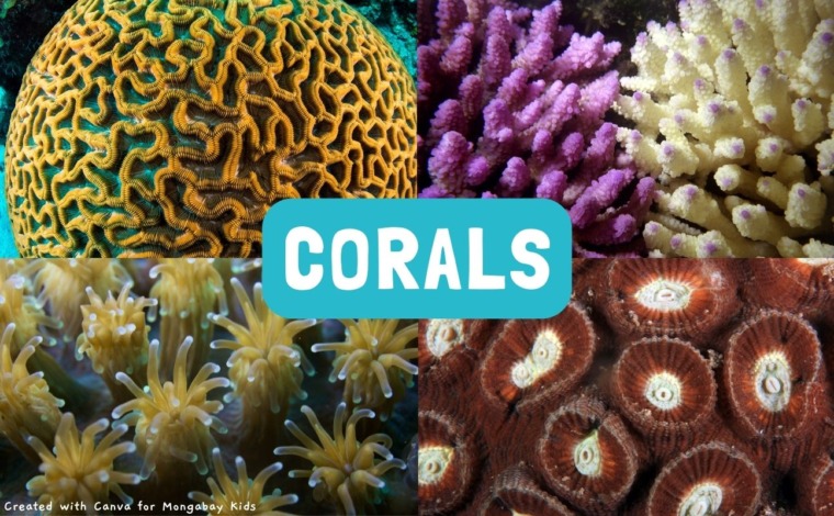 corals