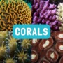 Seabird poop helps restore coral reefs 