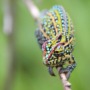 International Chameleon Day: facts, fun, how to help