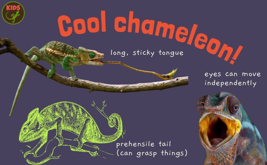 cool chameleons