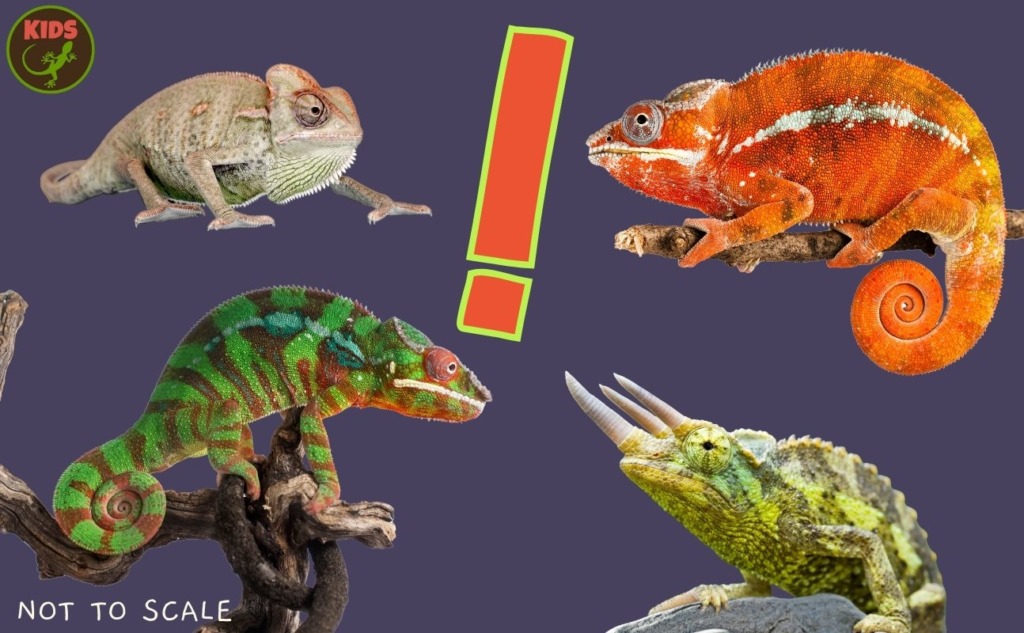 cool chameleons