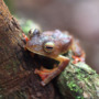 Meet Djoko, Indonesia’s champion frog explorer