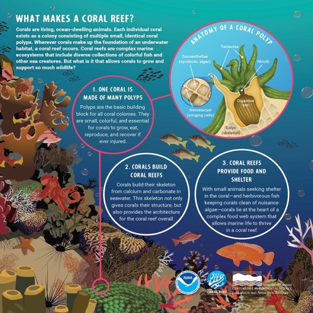 Seabird poop helps restore coral reefs – Mongabay Kids