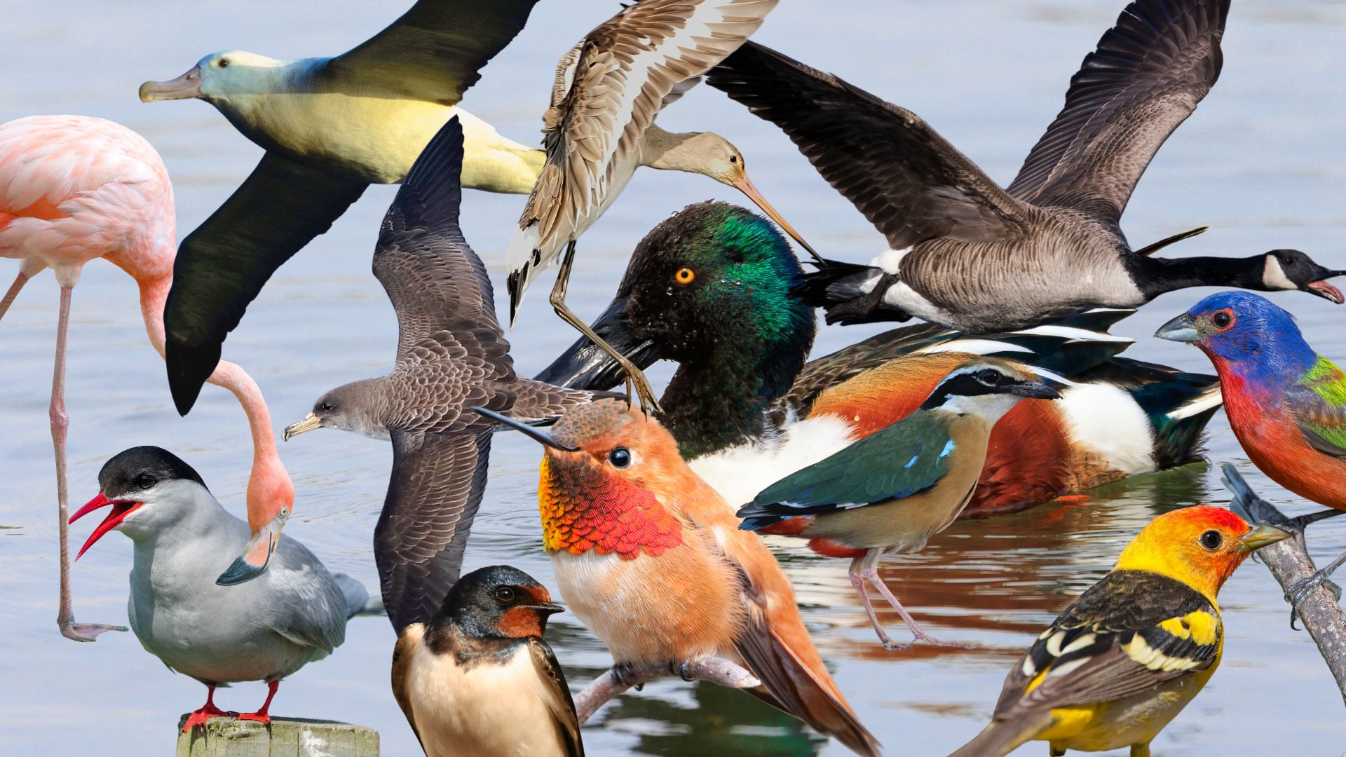 Spot the difference: Migratory birds – Mongabay Kids