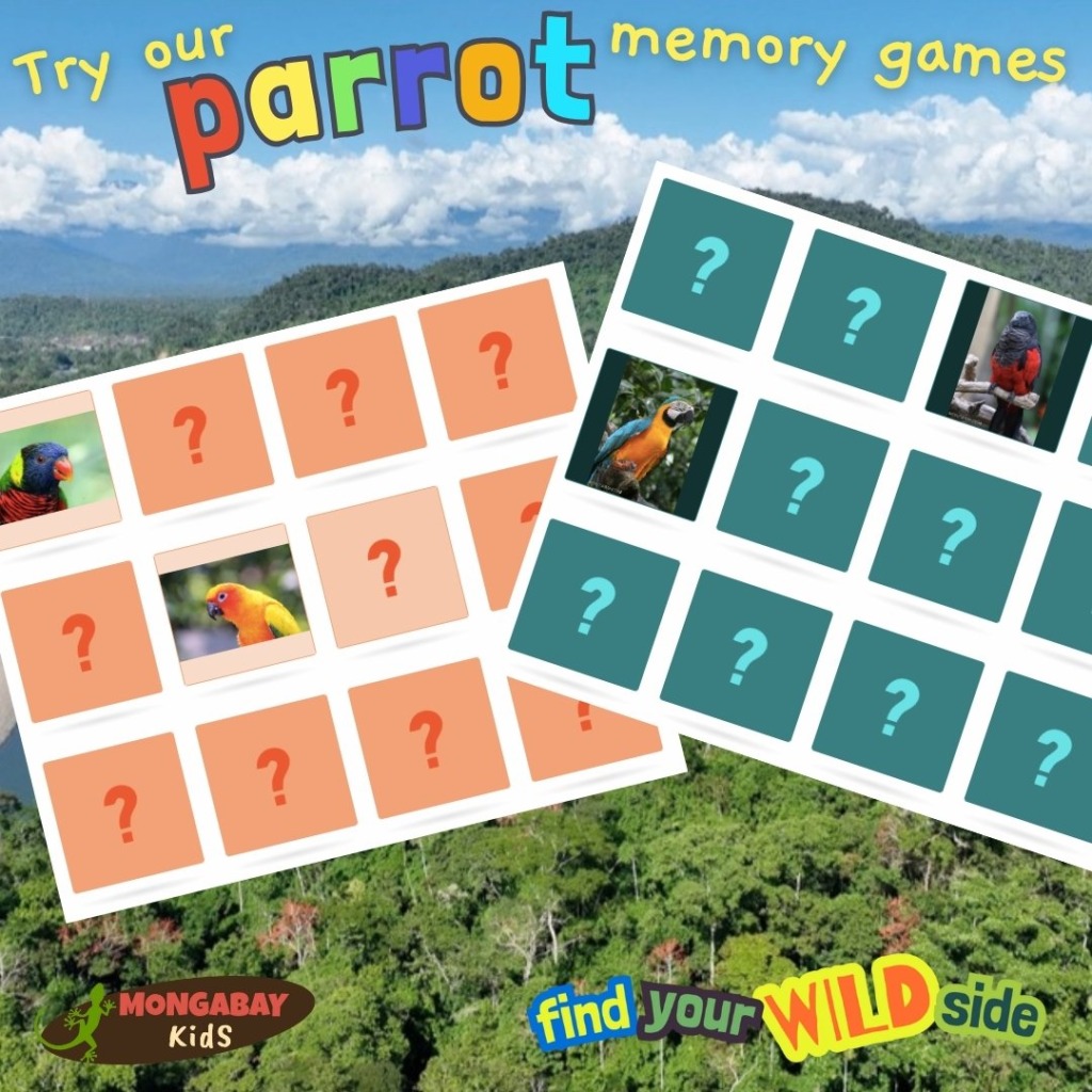 parrot memory game