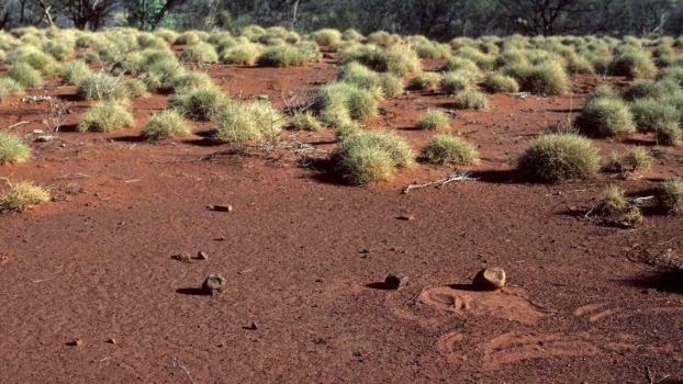 spinifex grass in Australia