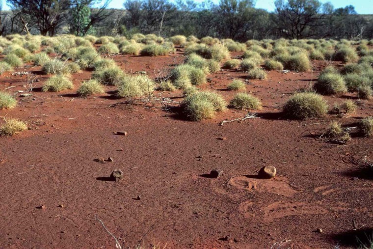 spinifex grass in Australia
