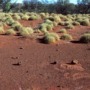 The Martu people of Western Australia burn their land to help plants grow