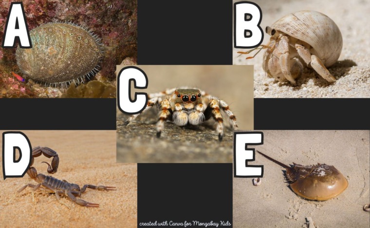 which of these images is a horseshoe crab?