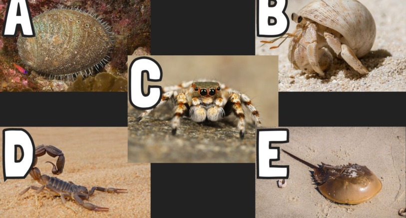 which of these images is a horseshoe crab?