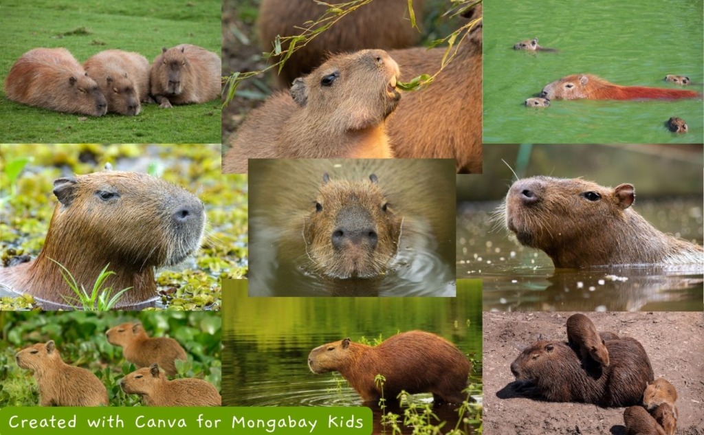 Capybara montage