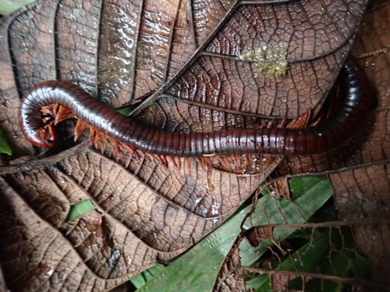 a species of giant millipede in Madagascar