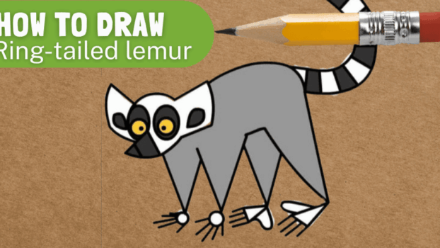 how to draw ring-tailed lemur