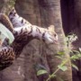 The clouded tiger cat is a newly named cat species and it may be endangered