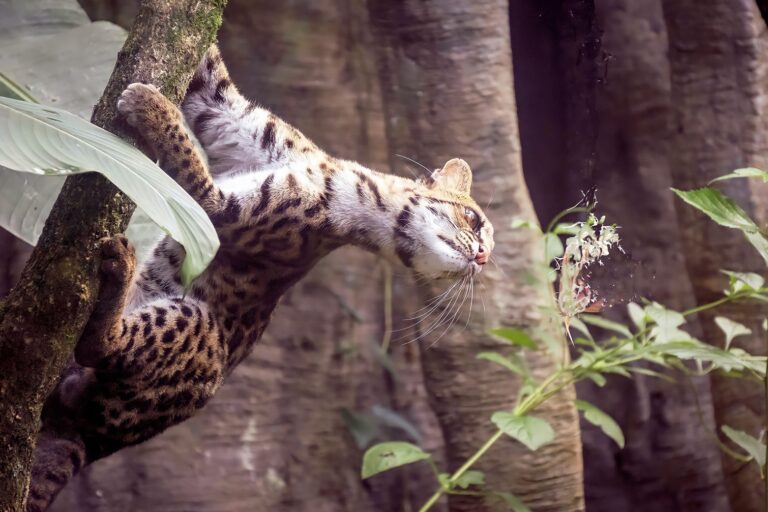 The clouded tiger cat is a newly named cat species and it may be endangered – Mongabay Kids