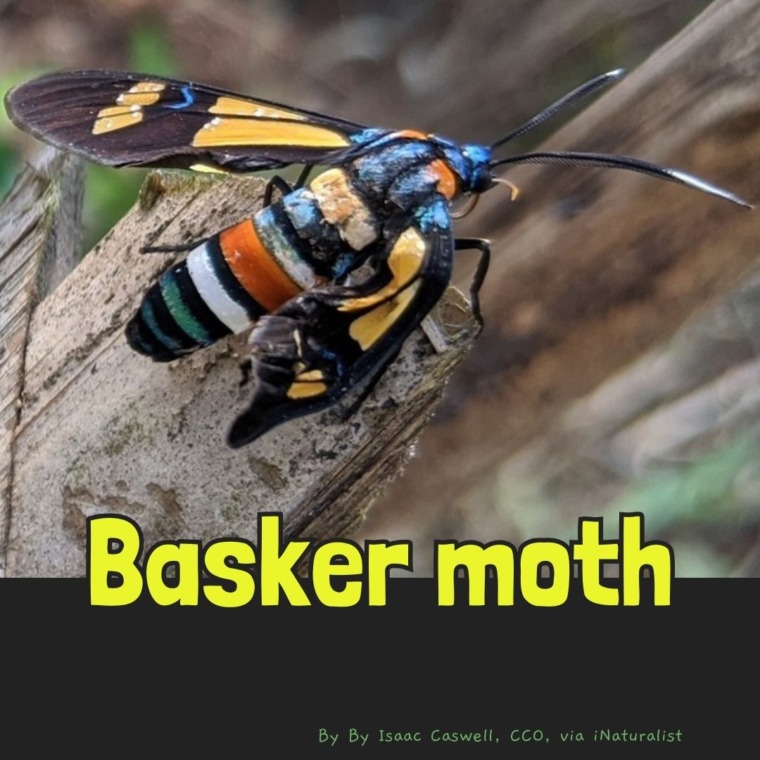 basker moth