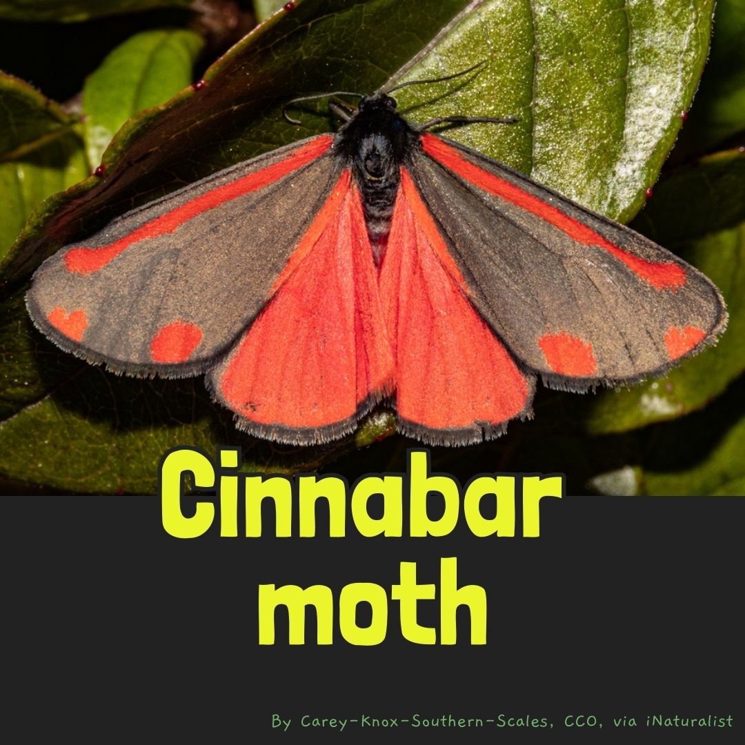 Moth matching game – Mongabay Kids