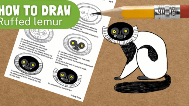 how to draw black-and-white ruffed lemur
