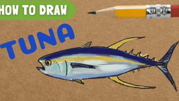 how to draw tuna