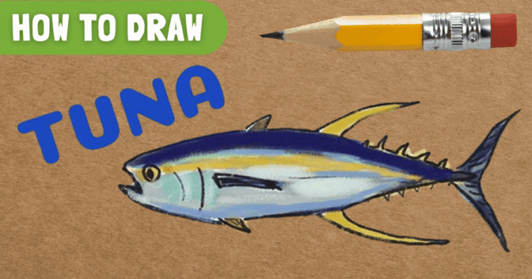 how to draw tuna