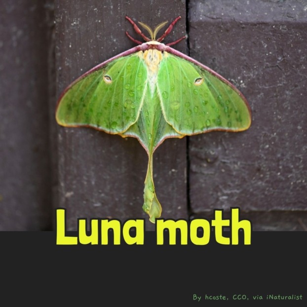 Moth matching game – Mongabay Kids