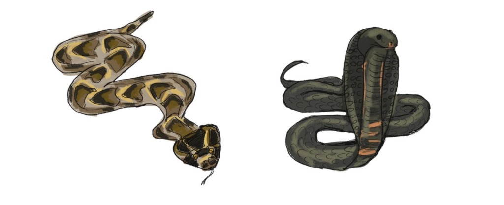 Two Snake Alpha Sssuper snakes – Mongabay Kids