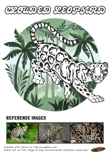 Clouded leopard coloring page – Mongabay Kids