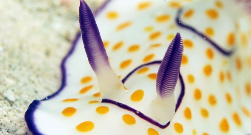 a nudibranch