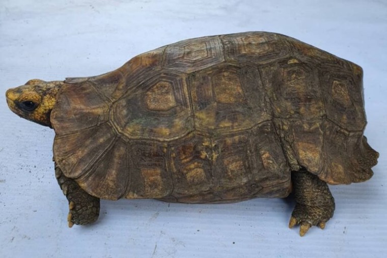 Home's hinge-back tortoise