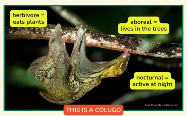 colugo facts – Mongabay Kids