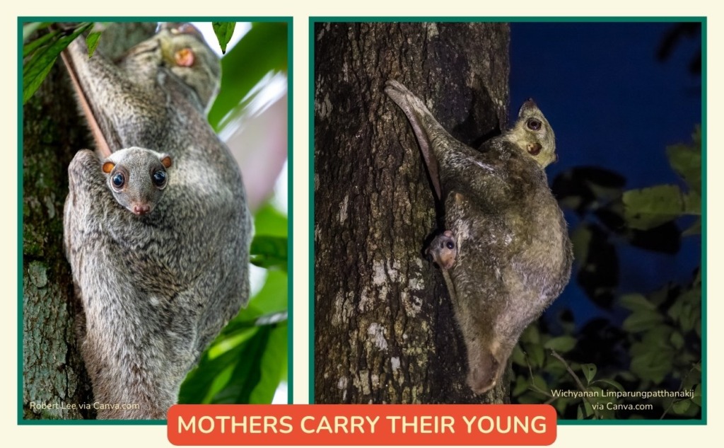 What is a colugo or flying lemur? – Mongabay Kids