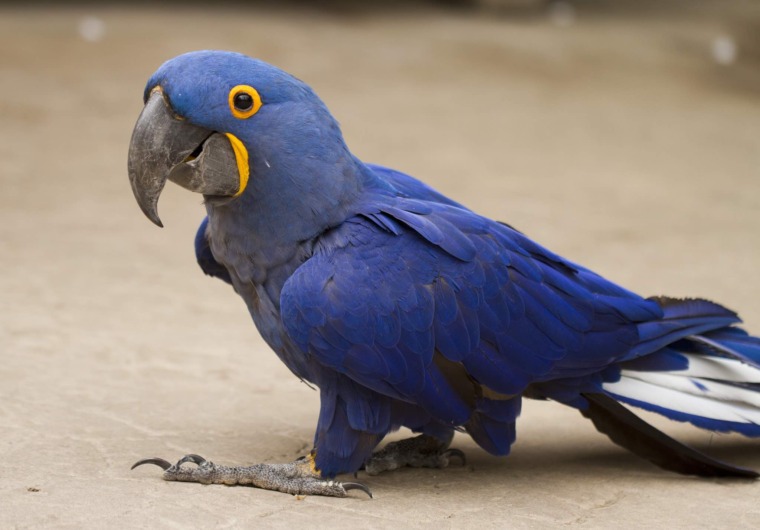 a hyacinth macaw