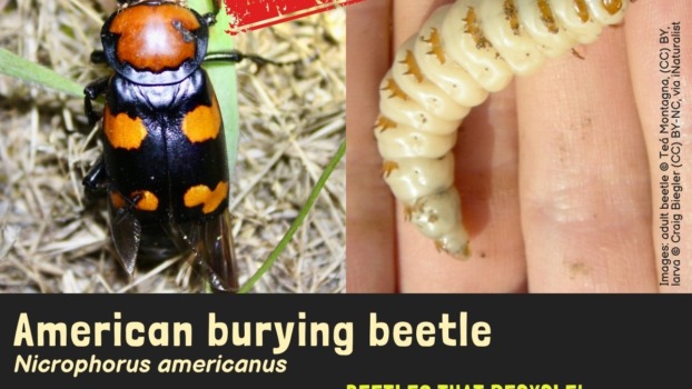 American burying beetle