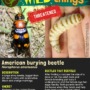 Meet the American burying beetle