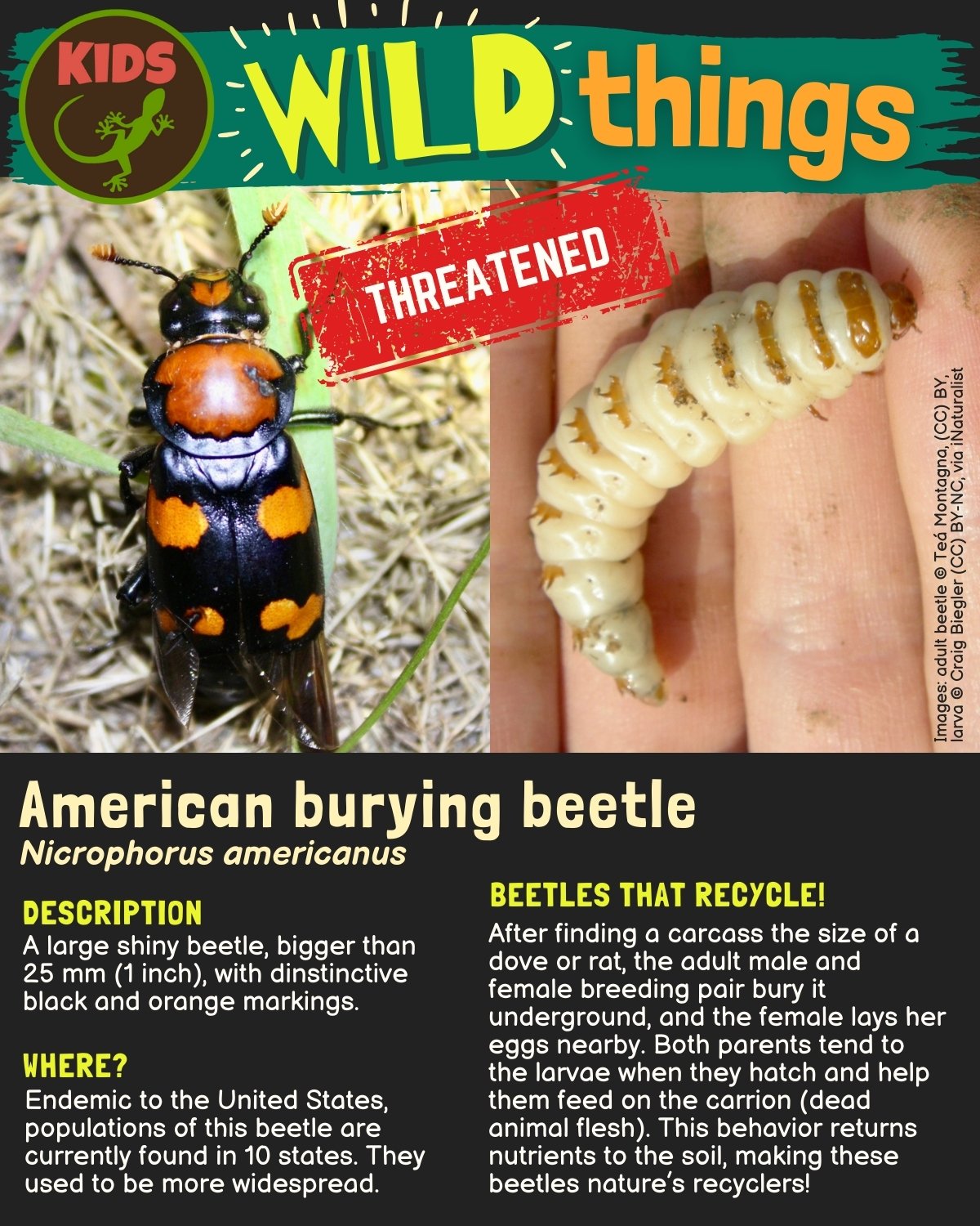 American burying beetle