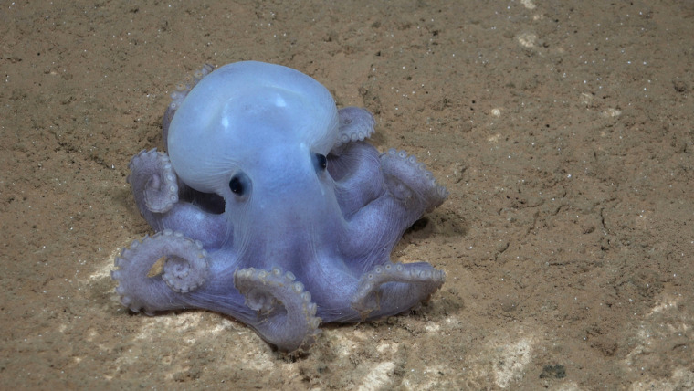 Casper octopus