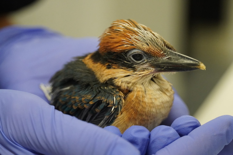 Guam kingfisher