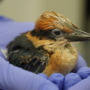 Rescued Guam kingfishers returned to the wild