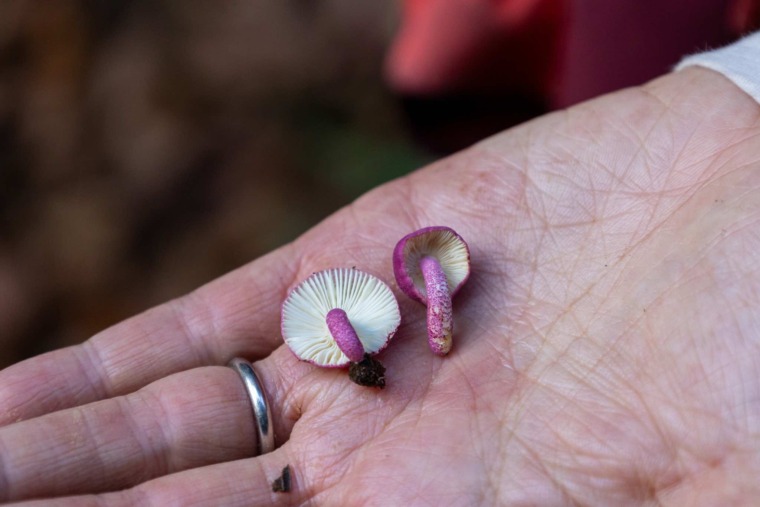 Russula fungi