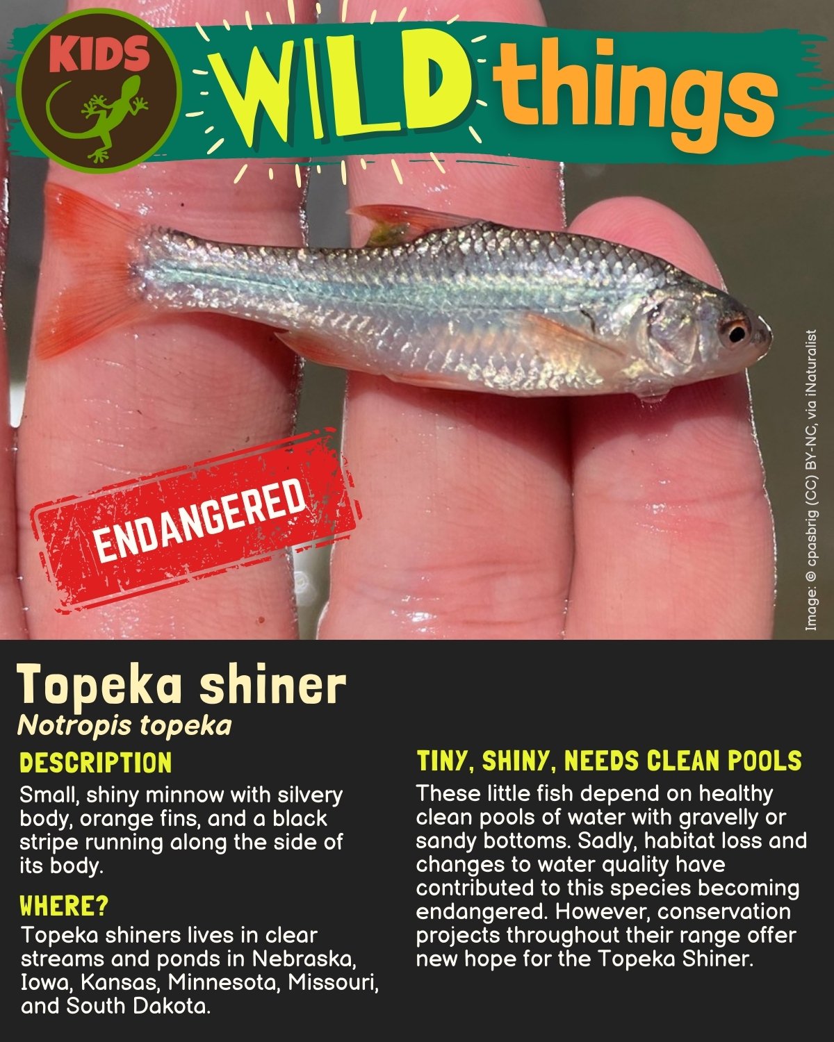 Wild Things Topeka shiner