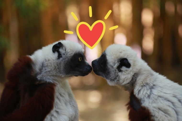 lemurs