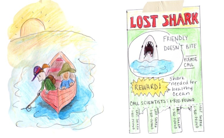 lost sharks