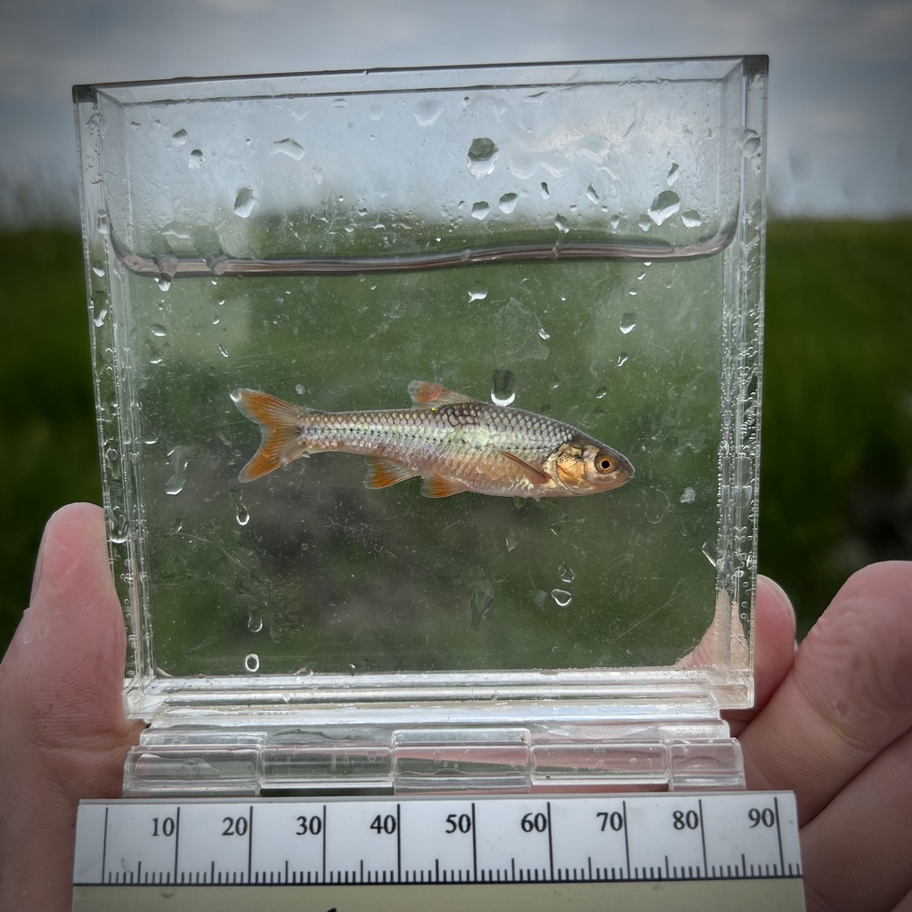 a Topeka shiner