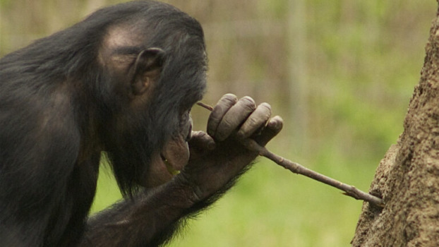 bonobo using a stick as a tool