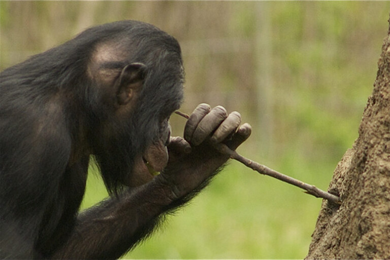 bonobo using a stick as a tool