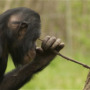 Scientists find evidence for three separate populations of bonobos