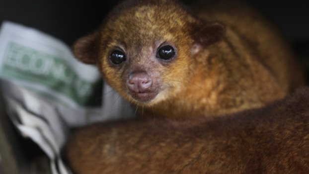 a baby kinkajou