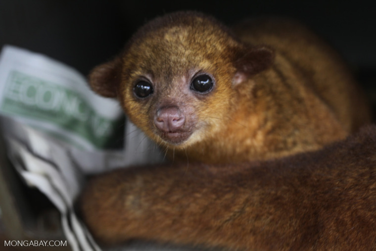 a baby kinkajou